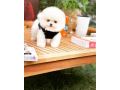 pomeranian-puppies-for-sale-near-me-small-0
