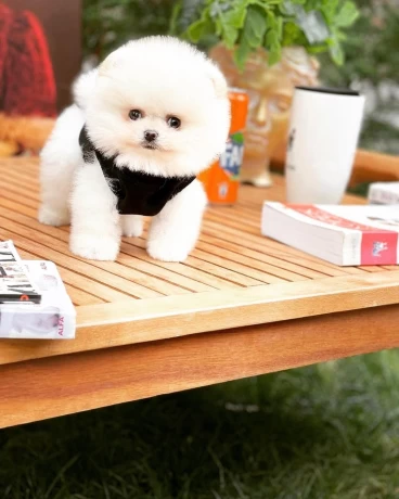 pomeranian-puppies-for-sale-near-me-big-0