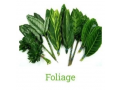 wholesale-green-foliage-ideas-flowers-in-south-amboy-nj-small-0