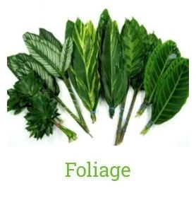 wholesale-green-foliage-ideas-flowers-in-south-amboy-nj-big-0
