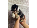 english-bulldog-puppies-small-0