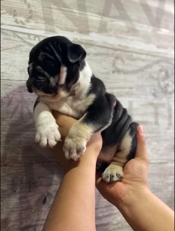 english-bulldog-puppies-big-0