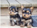 2-beautiful-yorkshire-terrier-puppies-for-sale-small-0