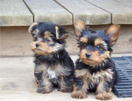 2-beautiful-yorkshire-terrier-puppies-for-sale-big-0