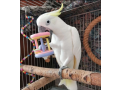 umbrella-cockatoo-parrots-small-0
