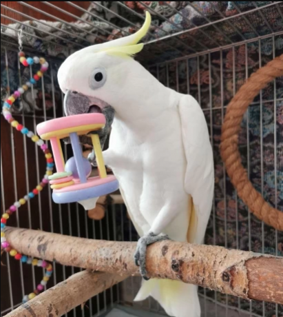 umbrella-cockatoo-parrots-big-0