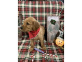 golden-retriever-puppies-small-0