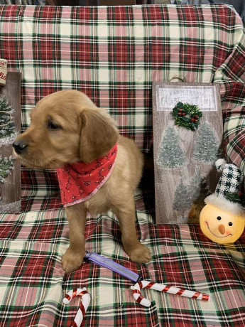 golden-retriever-puppies-big-0