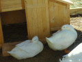 pre-order-jumbo-pekin-ducklings-or-hatching-eggs-small-1