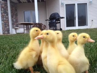pre-order-jumbo-pekin-ducklings-or-hatching-eggs-big-0
