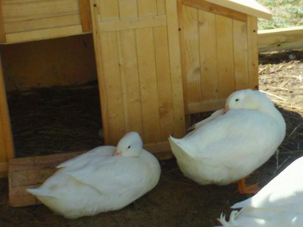 pre-order-jumbo-pekin-ducklings-or-hatching-eggs-big-1